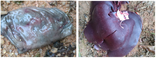 from clipboard from clipboard