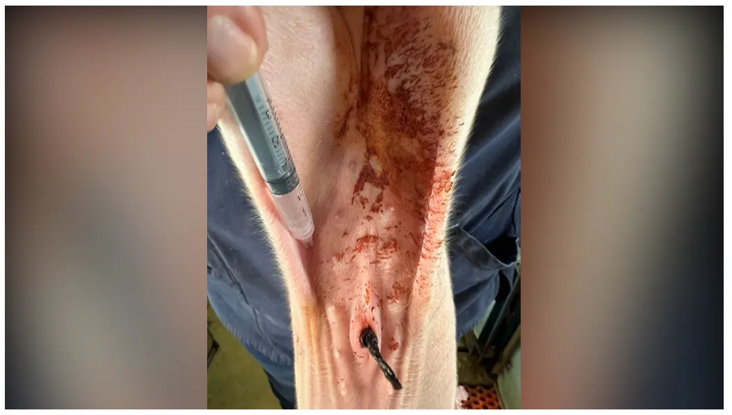 from clipboard from clipboard