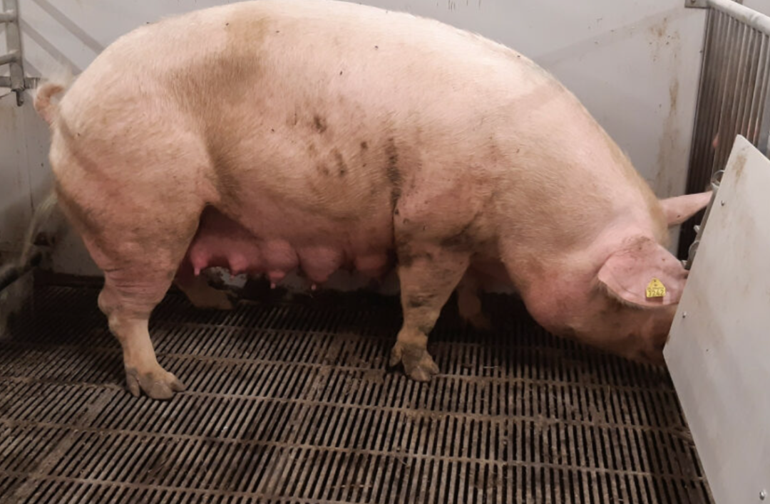 from clipboard from clipboard