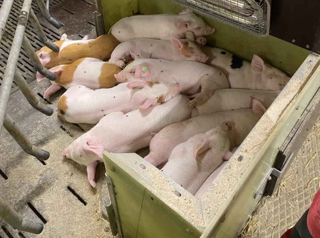 from clipboard from clipboard