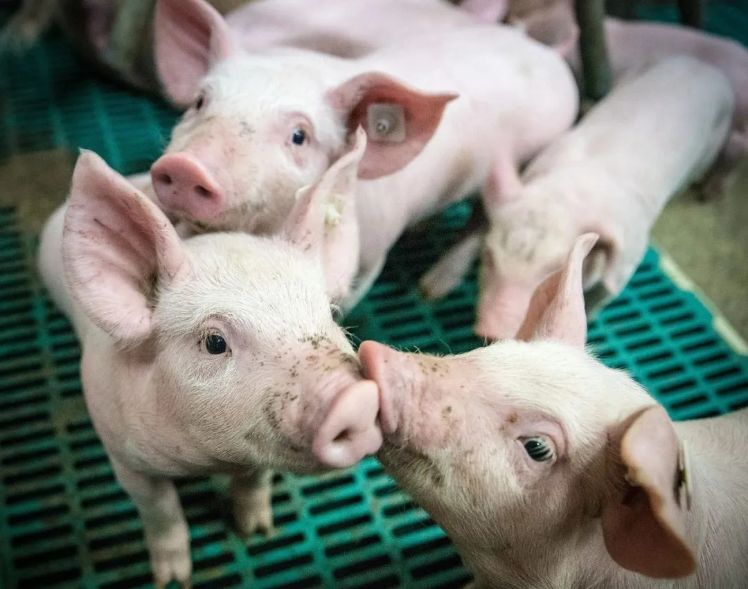 from clipboard from clipboard