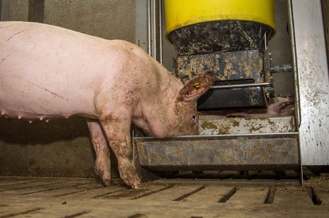 from clipboard from clipboard