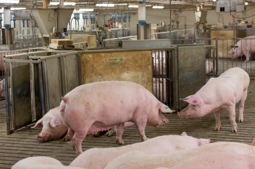 from clipboard from clipboard