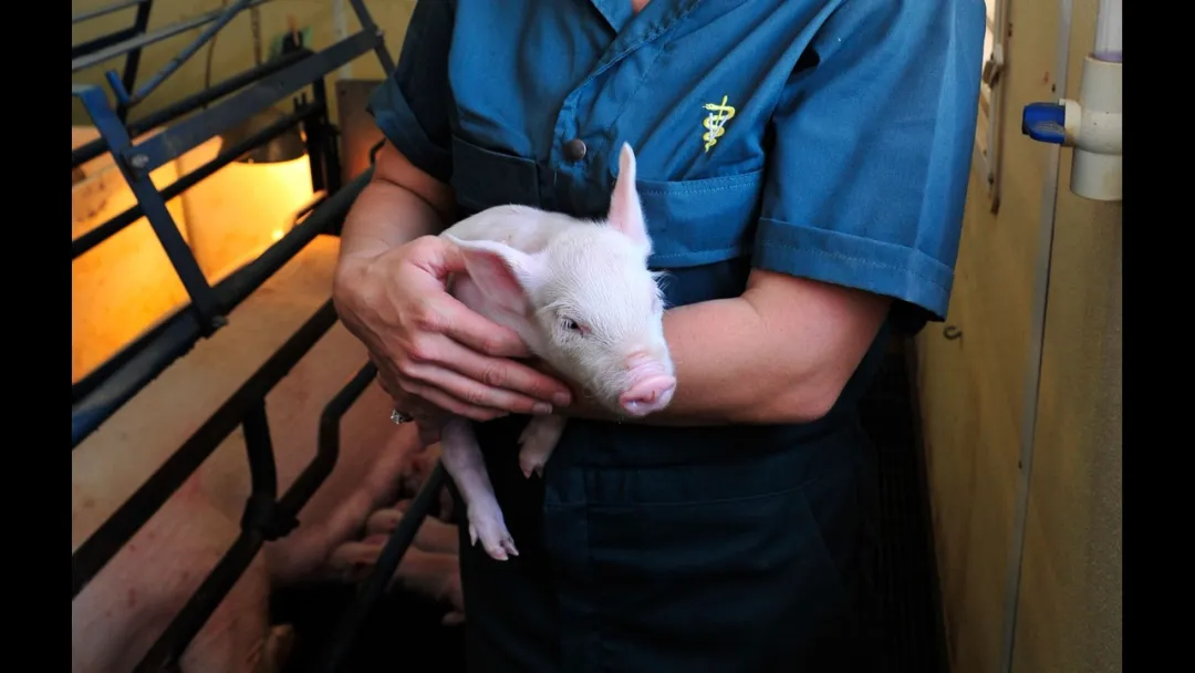 from clipboard from clipboard